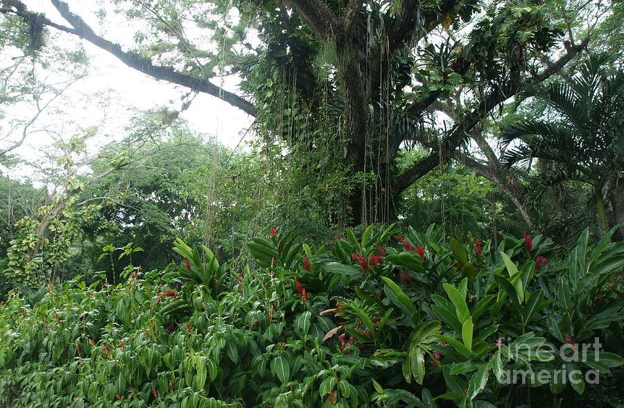Rainforest Photograph - Rainforest at YS River by Olaf Christian Rainforest Photograph - Rainforest at YS River by Olaf Christian