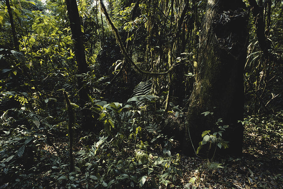 Rainforest In Panama #1 Photograph by Gary Retherford