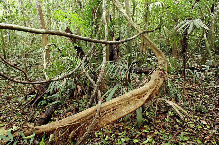 Rainforest Undergrowth #1 Photograph by Dr Morley Read/science Photo Library
