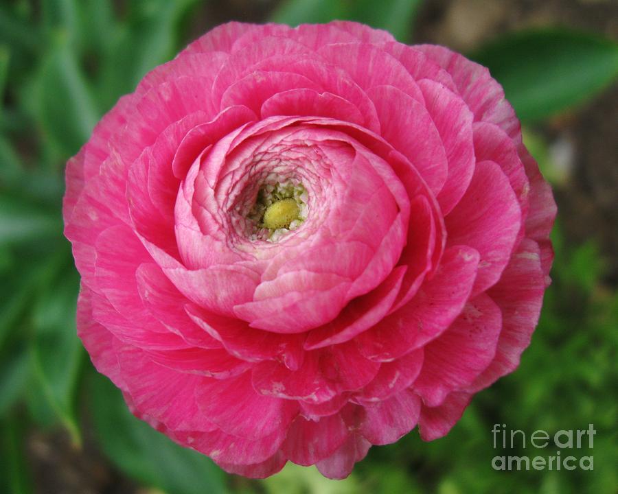 Pink Flower Photograph - Ranunculus #2 by Annie Pierson