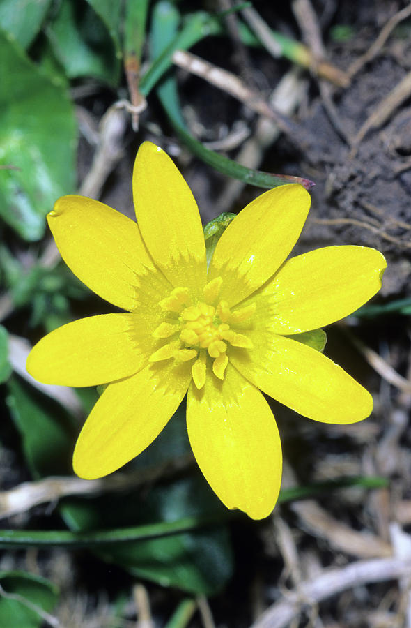 Ranunculus Ficaria Nudicaulis Photograph by Bruno Petriglia/science ...