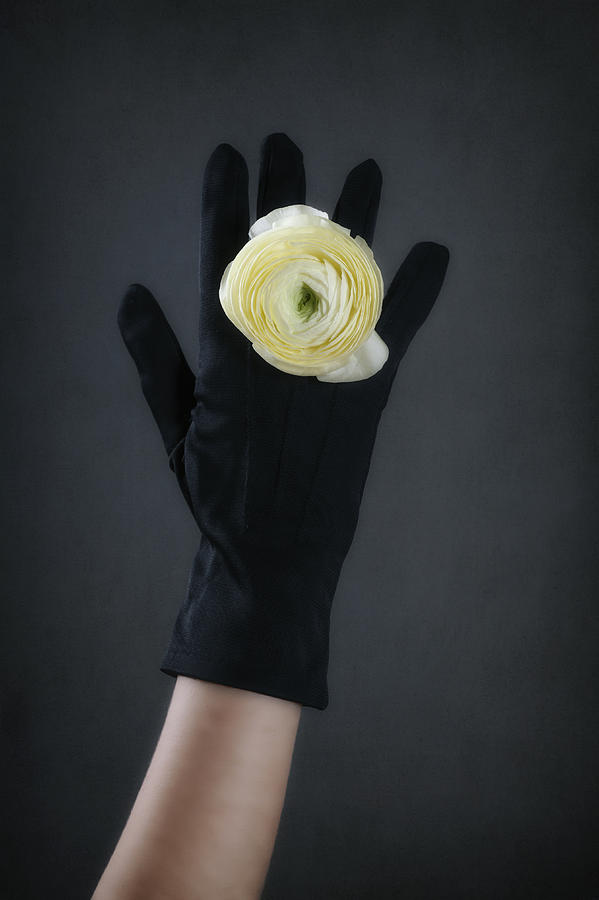 Flowers Still Life Photograph - Ranunculus #1 by Joana Kruse