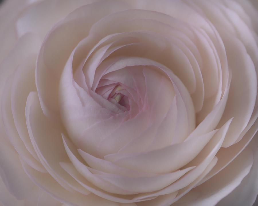 Ranunculus by Kim Aston Ranunculus by Kim Aston
