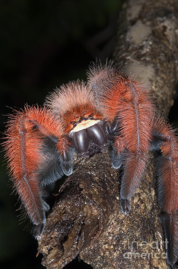Rare Spider From Madagascar #1 Photograph by Greg Dimijian