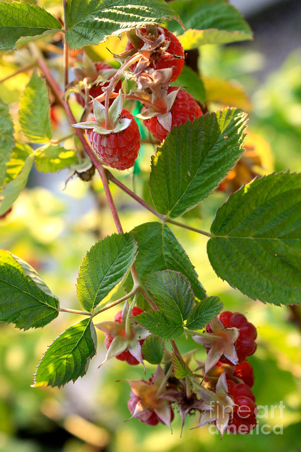 Raspberries #2 Photograph by Carol Groenen