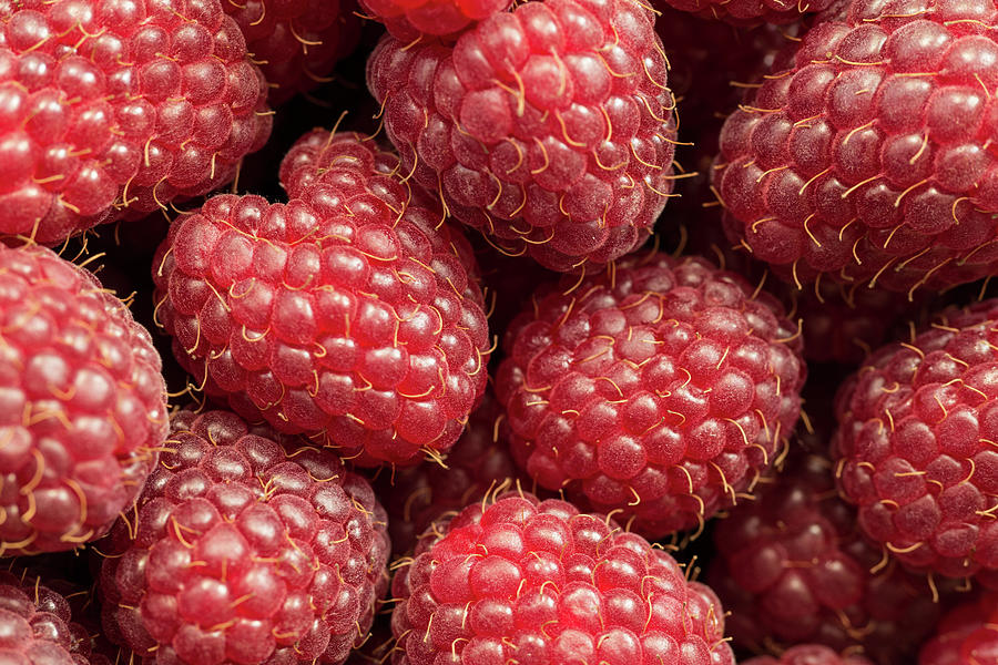 Raspberries Photograph by Daniel Kulinski