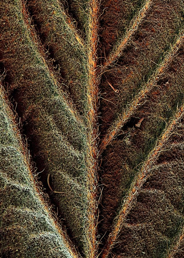 Raspberry Leaf Photograph by Stefan Diller - Fine Art America