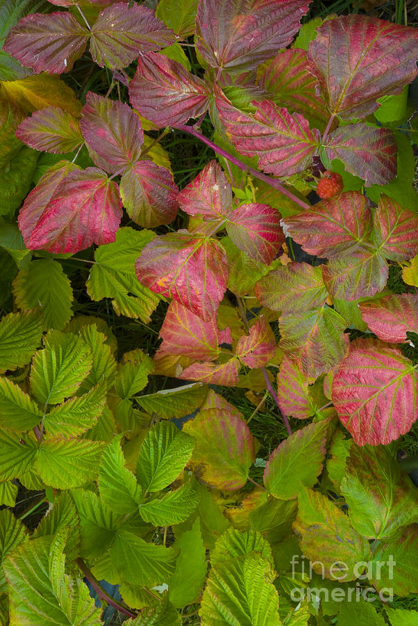 Raspberry Leaves In Autumn #1 Photograph by William H. Mullins