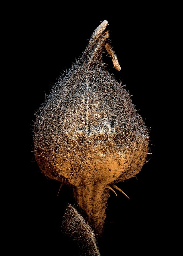 Nature Photograph - Raspberry Seed #1 by Stefan Diller