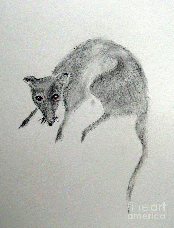 Rat #1 Drawing by Patricia Januszkiewicz