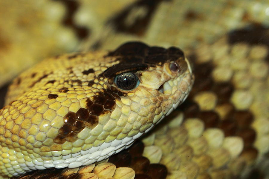 Rattlesnake Closeup Photograph by Paul Slebodnick - Fine Art America