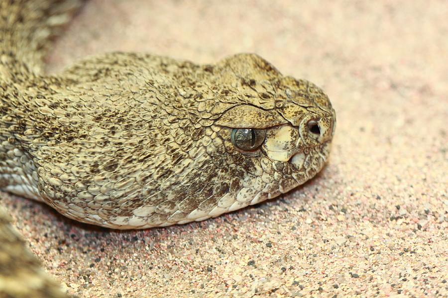 Rattlesnake Portrait Photograph by Paul Slebodnick - Fine Art America