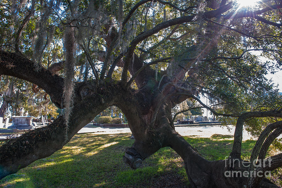 Live Oak Tree Photograph - Rays of Light by Dale Powell