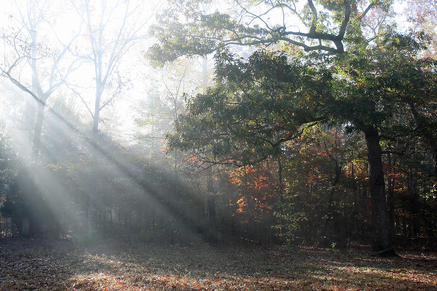 Rays of Sunshine Photograph by James Jones - Fine Art America