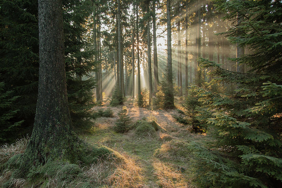 Woodland Photograph - Rays, Part 2 by Vincent Croce