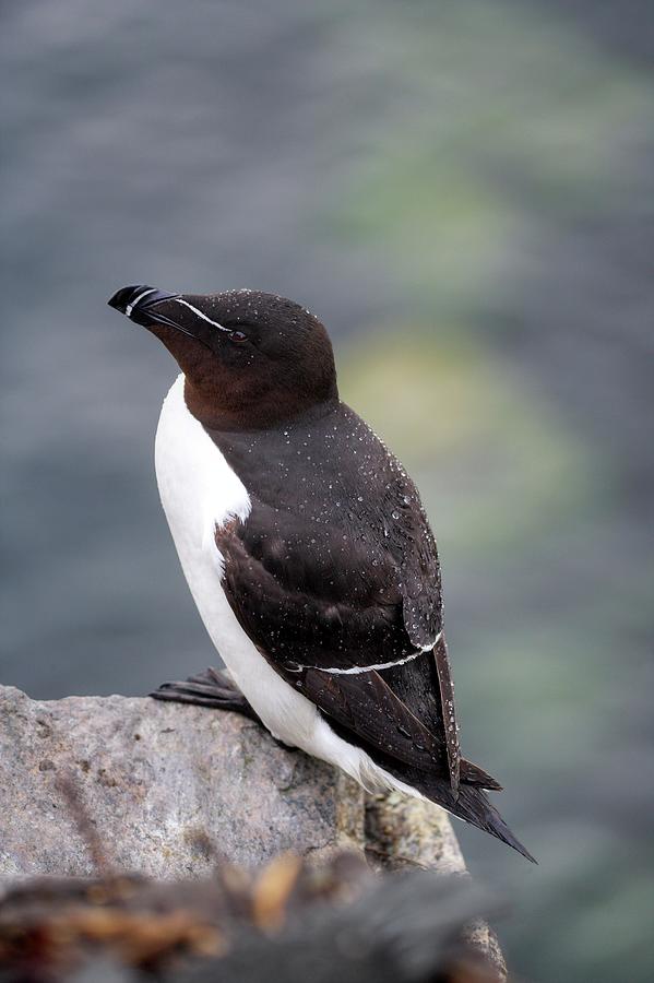 Razorbill #1 Photograph by Simon Booth/science Photo Library - Fine Art ...