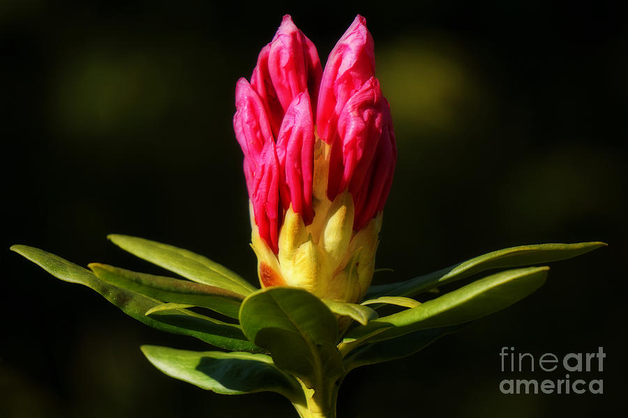Spring Photograph - Ready #1 by Inge Riis McDonald