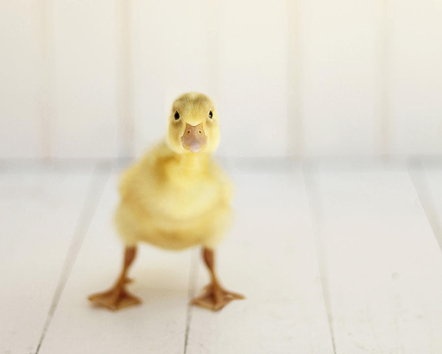 Yellow Ducks Photograph - Ready to Rumble #2 by Amy Tyler
