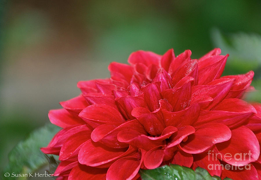 Really Red Dahlia Photograph by Susan Herber
