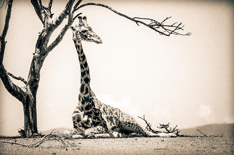 Reclining Giraffe Sepia #1 Photograph by Mike Gaudaur