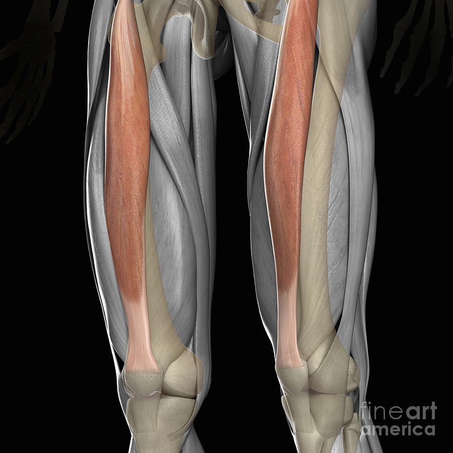 Rectus Femoris Muscles Photograph by Science Picture Co - Fine Art America