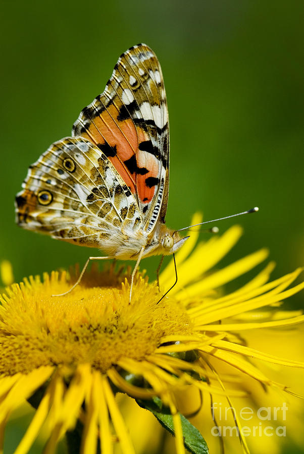 Red Admiral Butterfly #1 Photograph by Borislav Stefanov