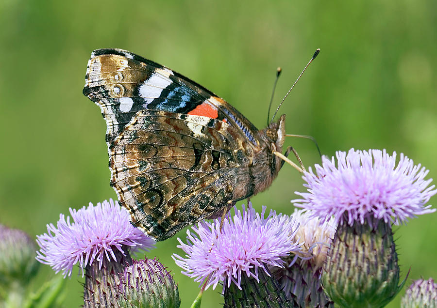 Red Admiral Butterfly #1 Photograph by John Devries/science Photo Library
