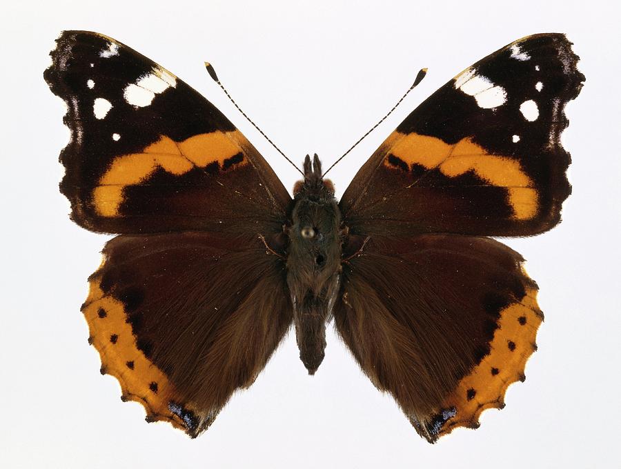 Red Admiral Butterfly #1 Photograph by Natural History Museum, London/science Photo Library