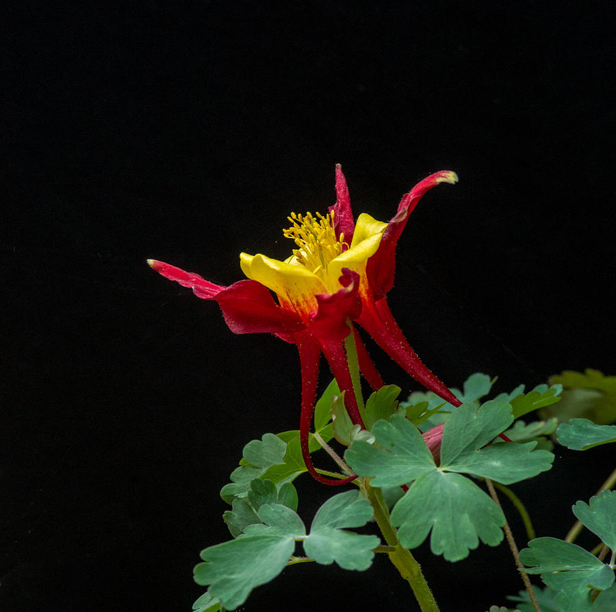 Red and Gold Columbine 2 #1 Photograph by Douglas Barnett