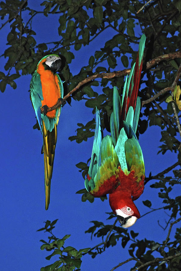 Animal Photograph - Red-and-green Macaw Ara Chloropterus #1 by Leonardo Meron