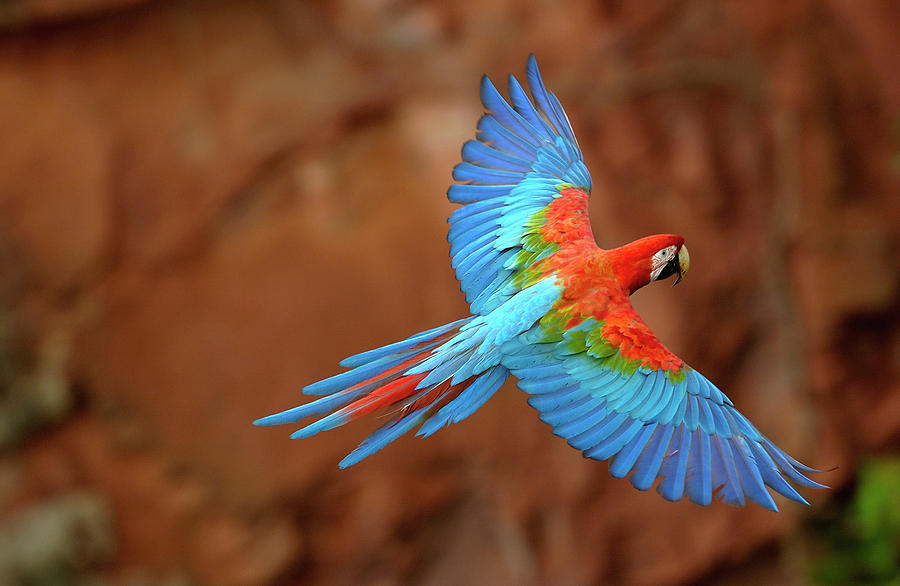 Red And Green Macaw Flying #1 Photograph by Pete Oxford