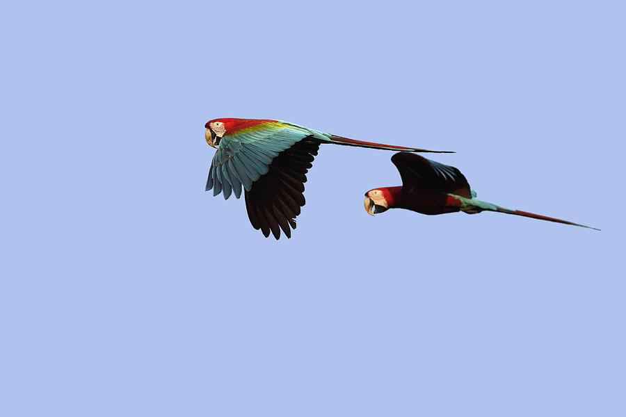 Red And Green Macaws #1 Photograph by M. Watson