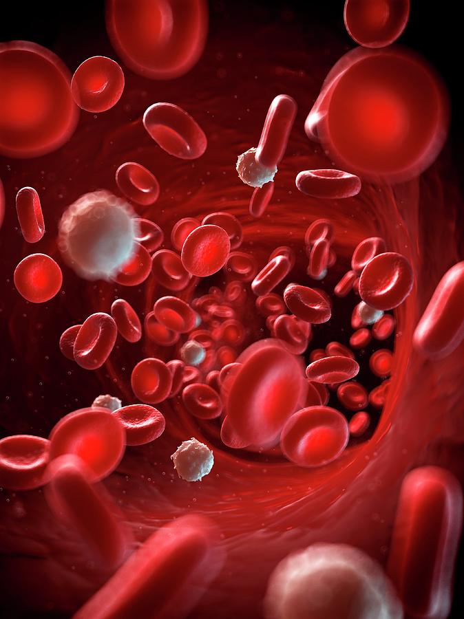 Red And White Blood Cells Photograph by Sebastian Kaulitzki | Fine Art ...