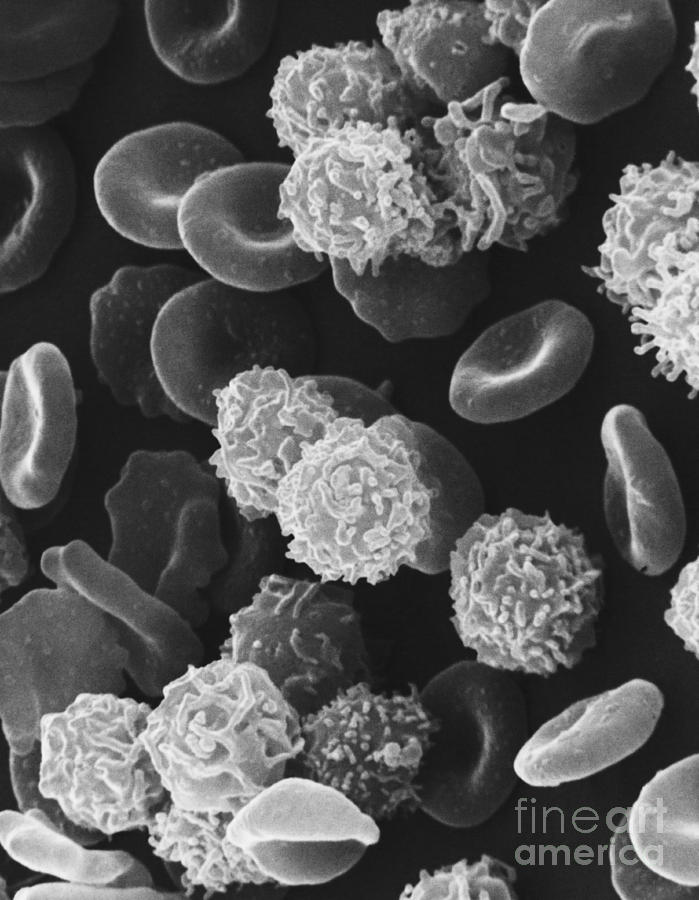 Red And White Blood Cells Sem Photograph by David M. Phillips - Pixels