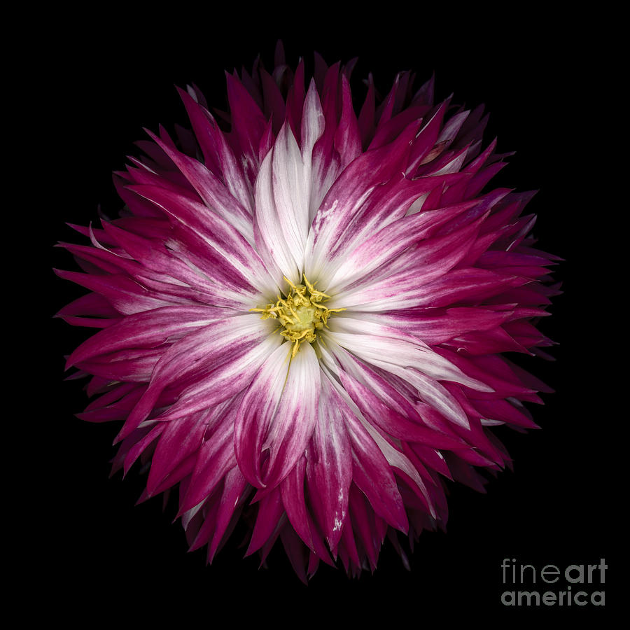 Summer Photograph - Red and White Dahlia #1 by Oscar Gutierrez