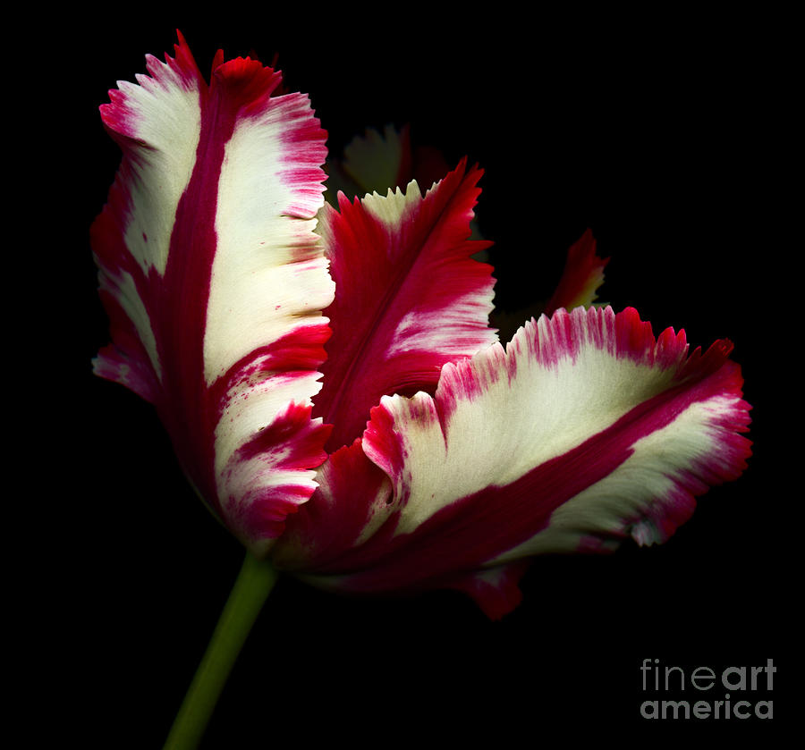 Red and White Parrot Tulip #1 Photograph by Oscar Gutierrez