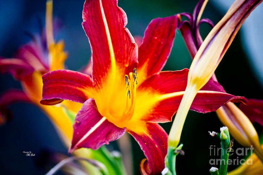 Red and Yellow Lily #1 Photograph by Ms Judi