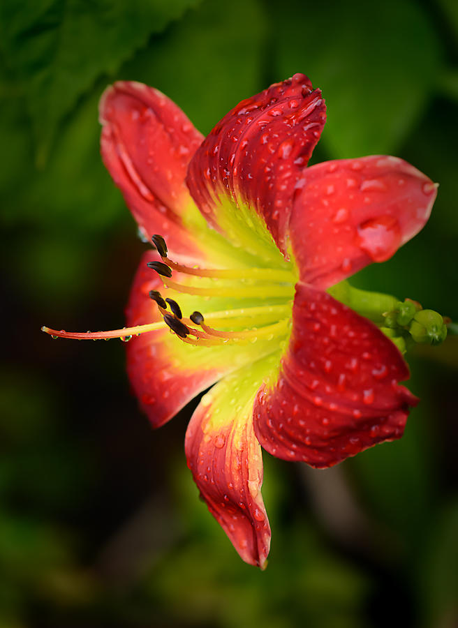 Red and Yellow Lily #1 Photograph by Robert Mitchell