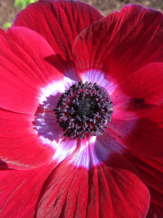 Red Anemone #1 Photograph by Michele Caporaso