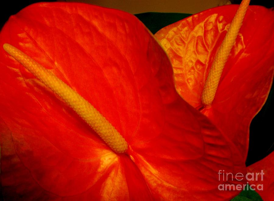 Red Anthuriums #2 Photograph by Mary Deal
