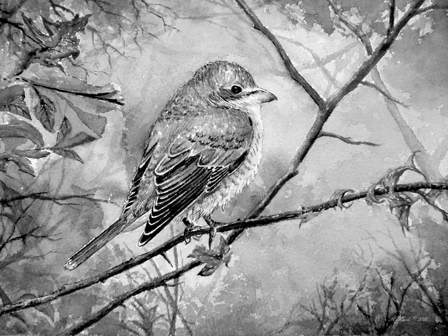 Red Backed Shrike #1 Painting by Andrew Read