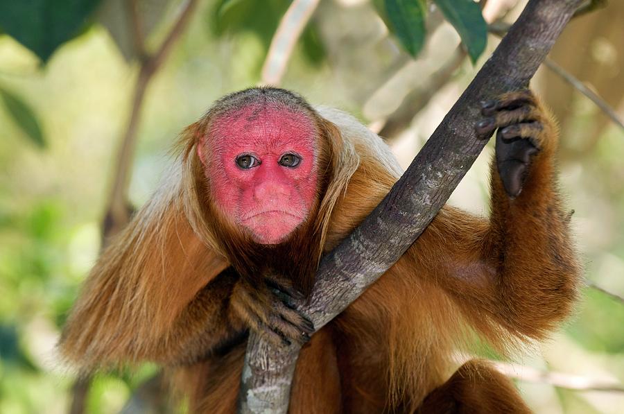 Red Bald Uakari In A Tree #1 Photograph by Tony Camacho/science Photo Library