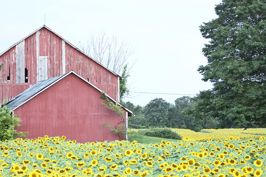Red Barn #1 Photograph by Nick Mares