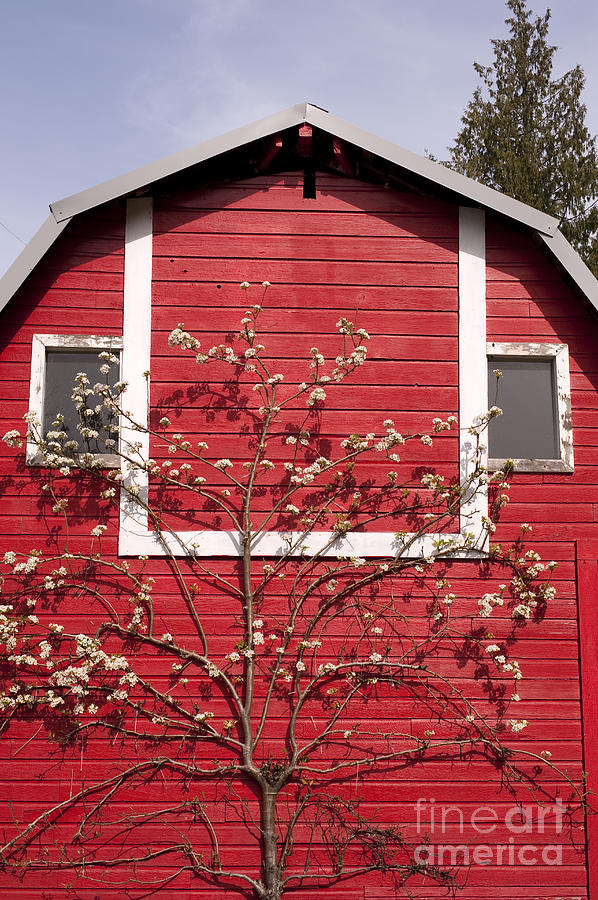 Red Barn With Pear Tree Blossoms #1 Photograph by Jim Corwin