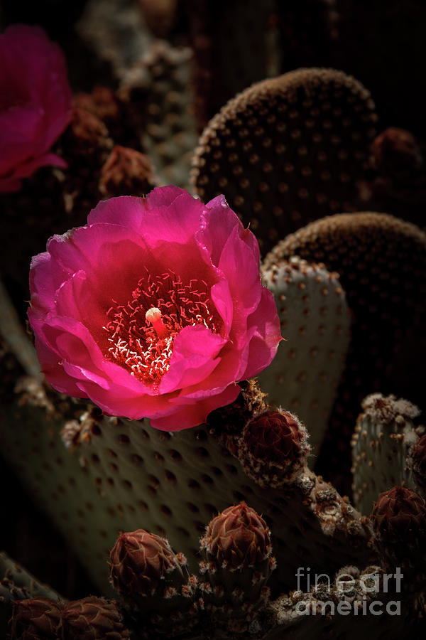 Red Beavertail Cactus #2 Photograph by Robert Bales