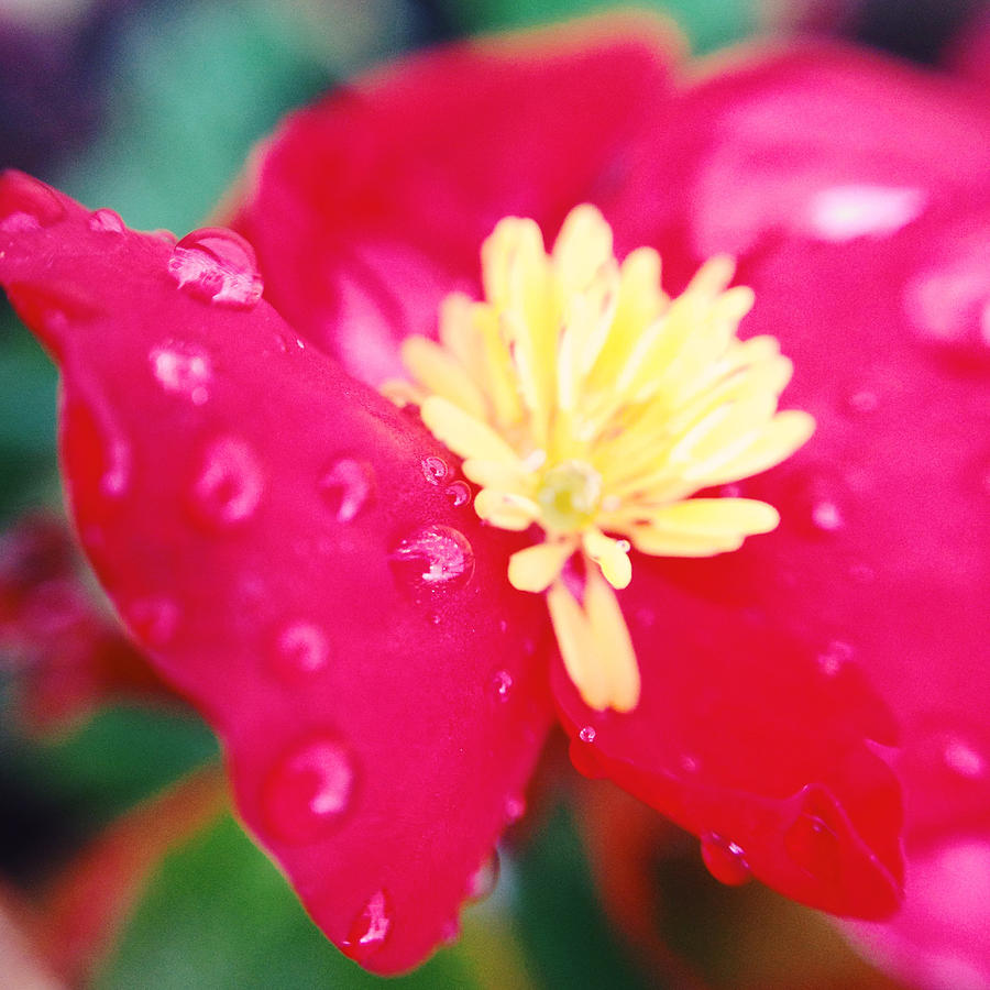 Nature Photograph - Red Begonia Raindrops #1 by Gemma Knight