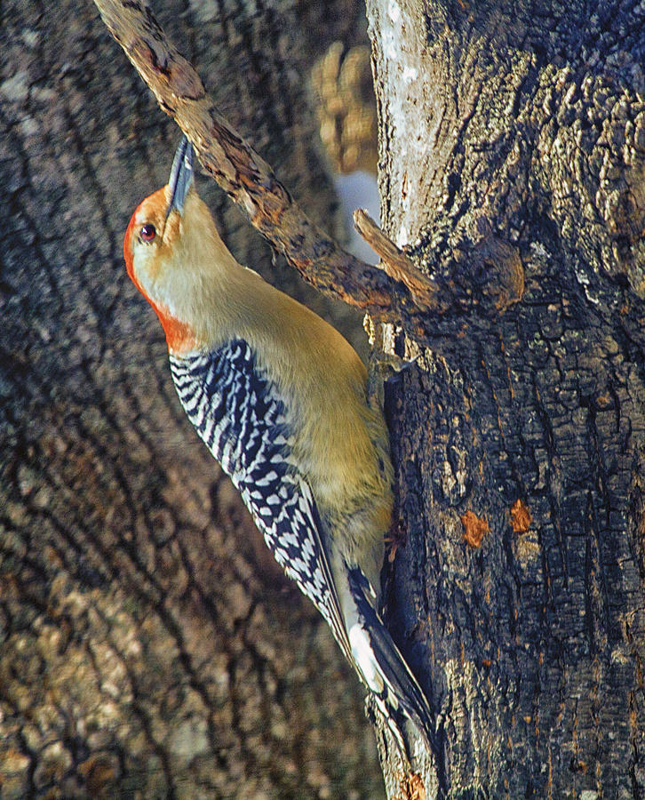 Red-bellied Woodpecker #1 Photograph by Constantine Gregory