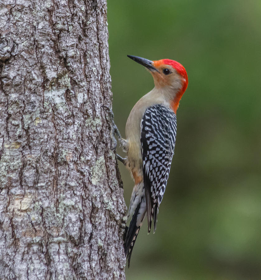 Red-bellied Woodpecker #1 Photograph by Jane Luxton