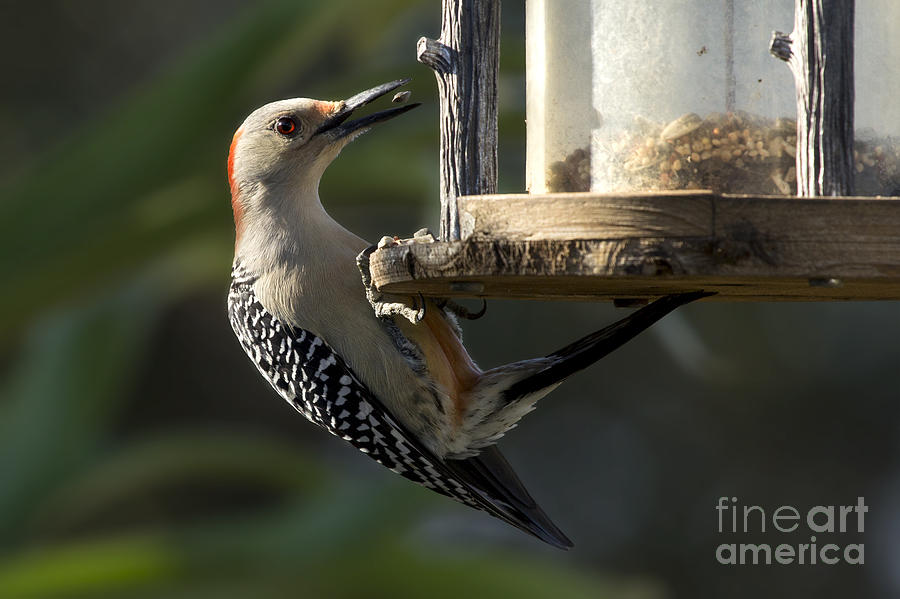 Red bellied Woodpecker #3 Photograph by Meg Rousher