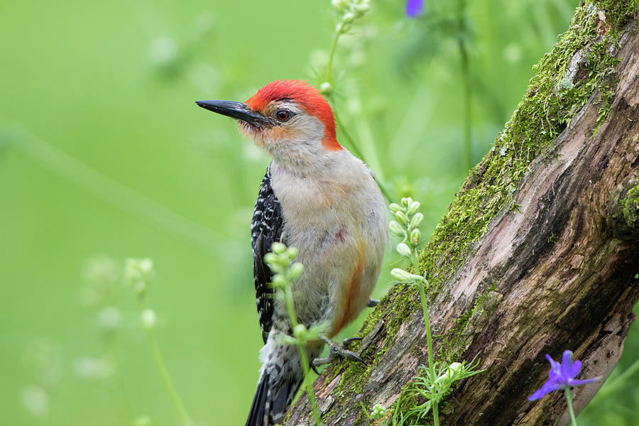 Woodpecker Photograph - Red-bellied Woodpecker (melanerpes #1 by Richard and Susan Day